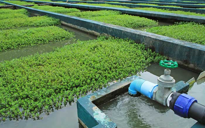 استفاده از سیستم های فاضلابی برای آبیاری زمین های کشاورزی