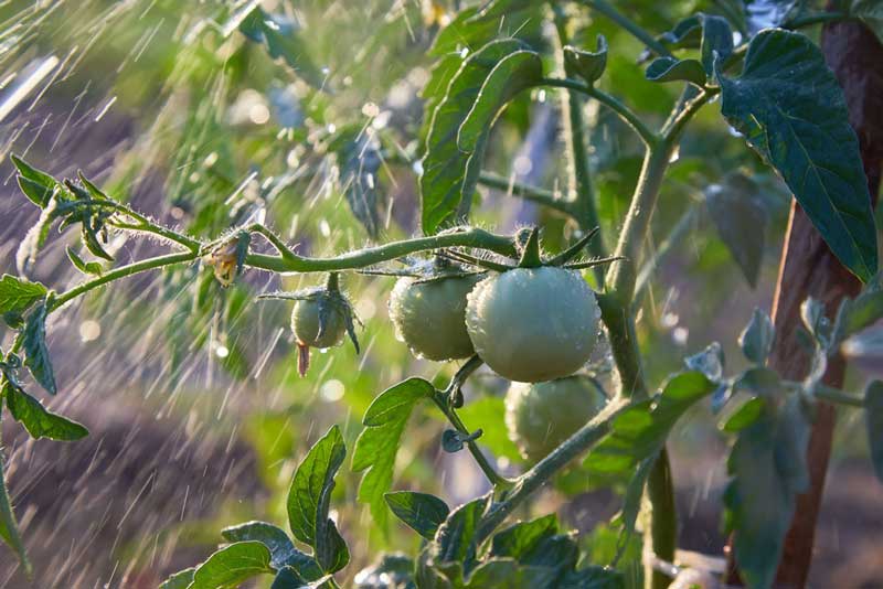 آبیاری بارانی گوجه فرنگی