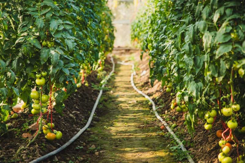 اهمیت آبیاری در کیفیت گوجه فرنگی