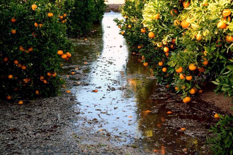 آبیاری سنتی درخت پرتقال