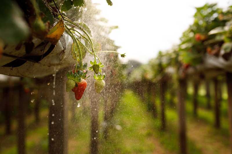 تاثیر آبیاری در رشد مناسب توت فرنگی